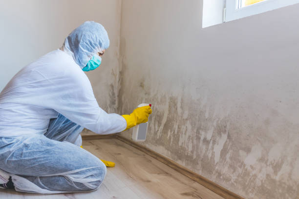 Licensed Black Mold Remediation service in Centreville, MI - Car Mold Remediation