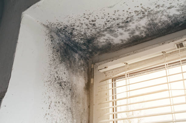 Affordable Black Mold Remediation solutions in Centreville, MI