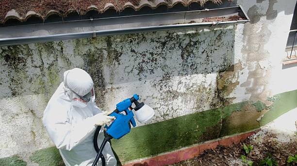 Top rated local Black Mold Remediation specialists in Centreville, MI